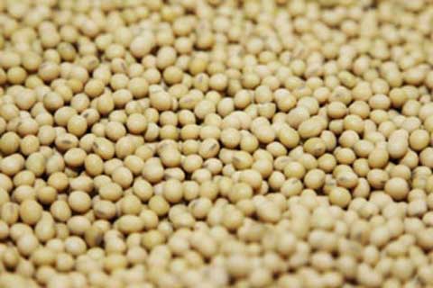 US soyabean yields set to rise