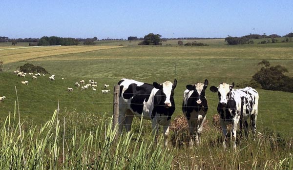 Australian beef prices to rise