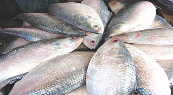 Thailand wants to import Hilsa