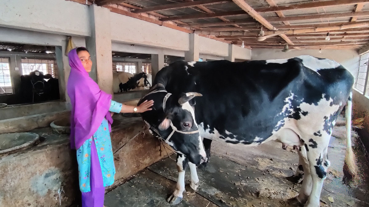 ৪ বছরে গাভি ৪০টিরও বেশি : লাকীর মাসে আয় ২ লাখ টাকা