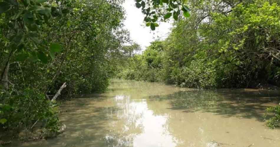 তিন মাস বন্ধ থাকার পর খুলছে সুন্দরবন