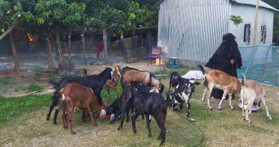 শখের ছাগল পালনে কোহিনূরের ভাগ্য বদল