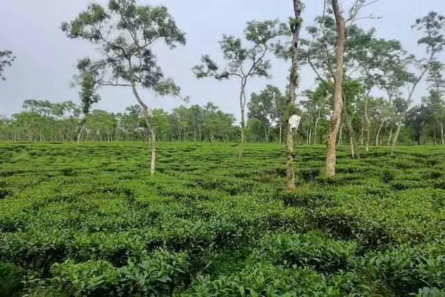 চা উৎপাদনের লক্ষ্য পূরণ হচ্ছে না