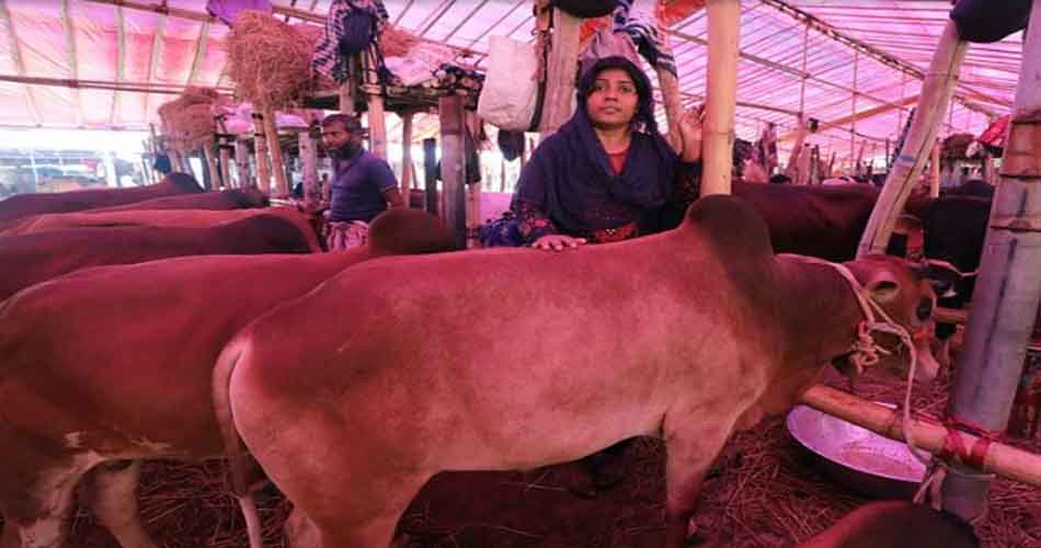 গরুর হাটে নারী বিক্রেতা সালমা, ‘কোনো কিছুরেই ভয় পাই না’