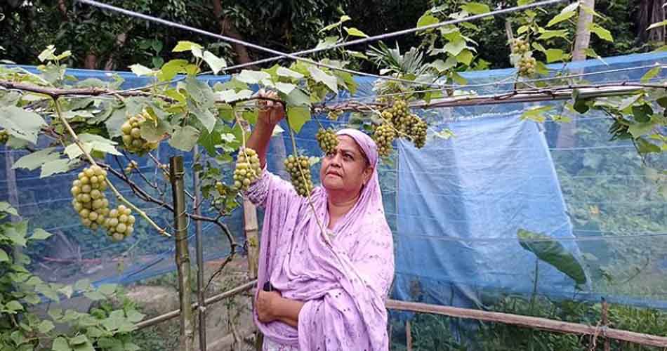 ইউটিউবে দেখে আঙ্গুর চাষি লাভলী বেগম