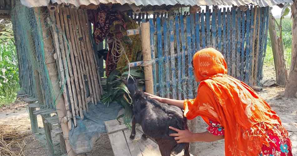 ছাগল পালন করেই স্বাবলম্বী হচ্ছেন চরাঞ্চলের নারীরা