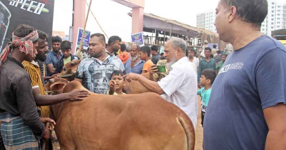 জমে উঠেছে রাজধানীর পশুর হাট