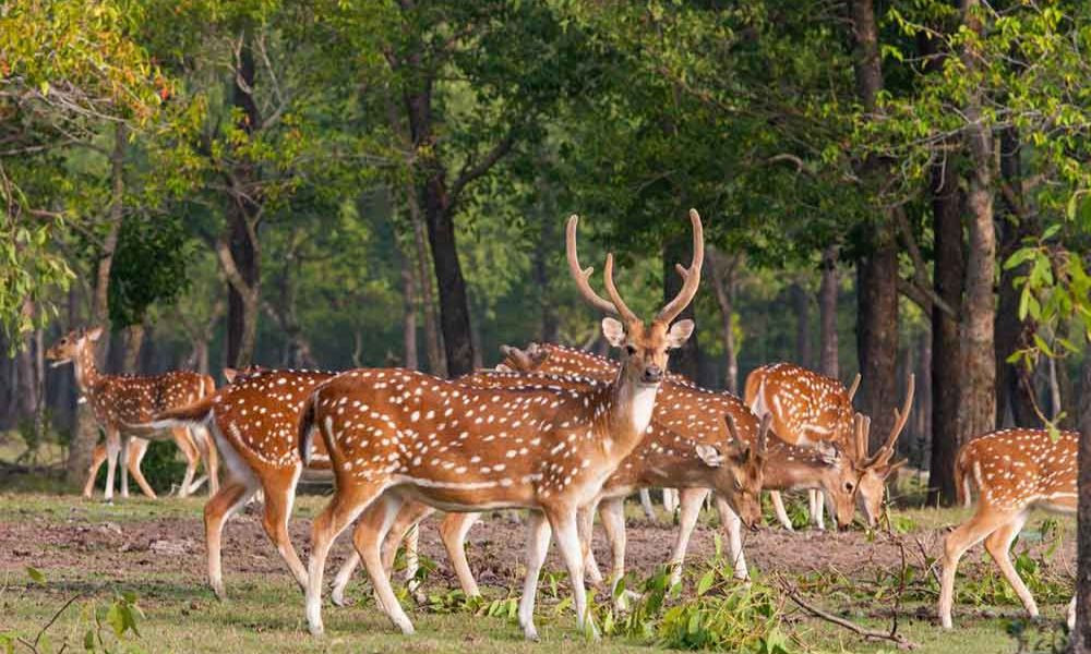 নিঝুম দ্বীপ: সাগরের মাঝে এক টুকরো স্বর্গ